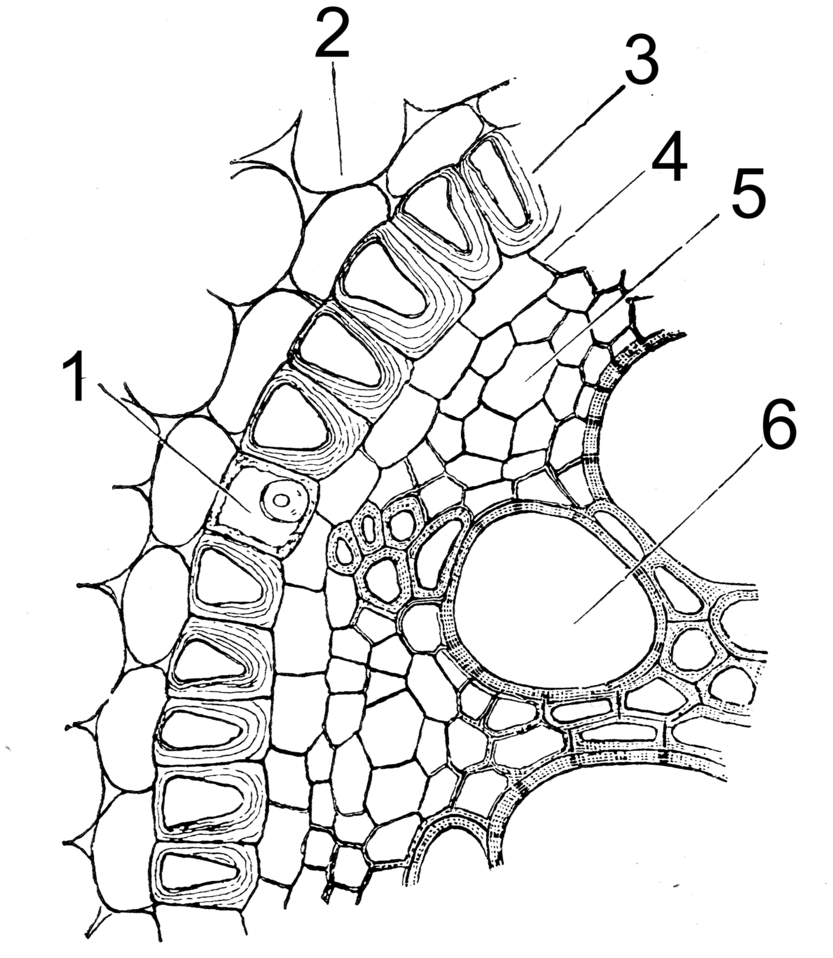סוגי תאים שונים בשורש. מקור: wikimedia common